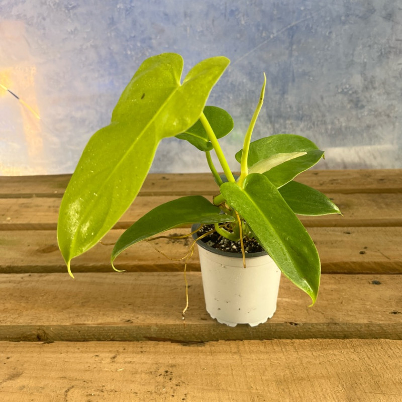 Philodendron Bipennifolium Áurea