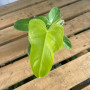 Philodendron Bipennifolium Áurea
