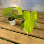 Philodendron Bipennifolium Áurea