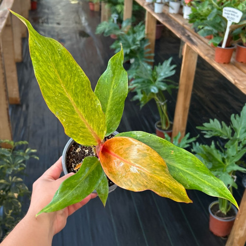 Philodendron Orange Marmalade