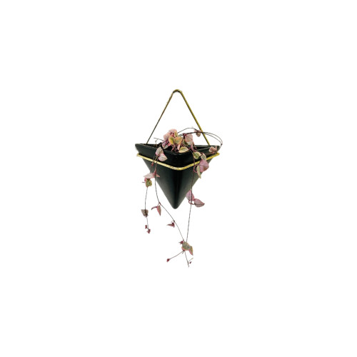 Ceropegia Woodii Variegada