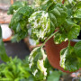 Dolar Variegado ( Blanco-Verde )