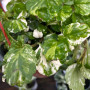 Dolar Variegado ( Blanco-Verde )