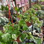 Dolar Variegado ( Blanco-Verde )
