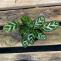 Calathea Makoyana — Calathea Makoyana comprar Chile