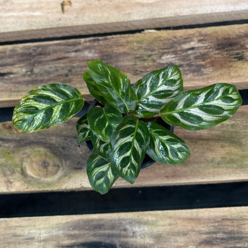 Calathea Makoyana — Calathea Makoyana comprar Chile