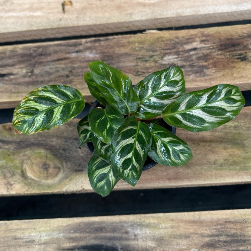 Calathea Makoyana — Calathea Makoyana comprar Chile