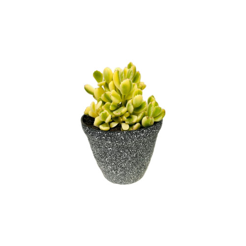 Cotyledon Tometosa Variegado