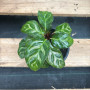 Calathea Makoyana — Calathea Makoyana comprar Chile