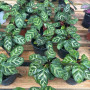 Calathea Makoyana — Calathea Makoyana comprar Chile