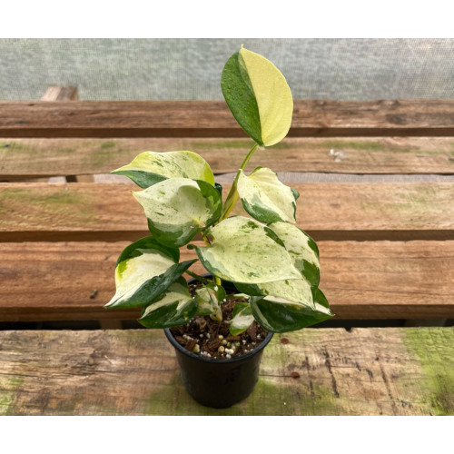 Scindapsus Manjula