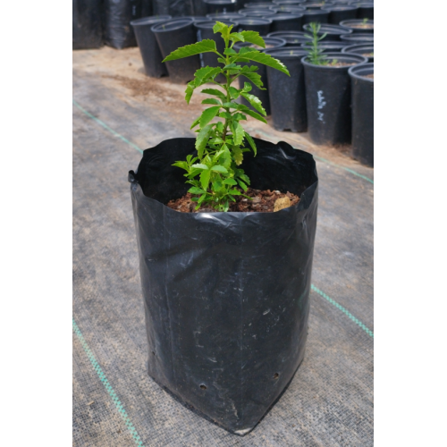 Atutemo (Llagunoa glandulosa) — atutemo árbol nativo bajo consumo hídrico chile
