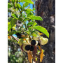 Atutemo (Llagunoa glandulosa) — atutemo árbol nativo bajo consumo hídrico chile