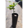 Belloto del norte (Beilschmiedia miersii) — belloto del norte árbol nativo chile precio
