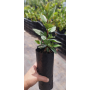 Bollén (Kageneckia oblonga) — bollén kageneckia oblonga árbol nativo bajo consumo hídrico chile
