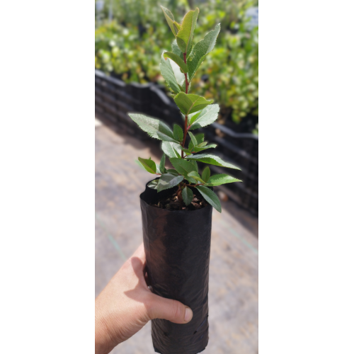 Bollén (Kageneckia oblonga) — bollén kageneckia oblonga árbol nativo bajo consumo hídrico chile