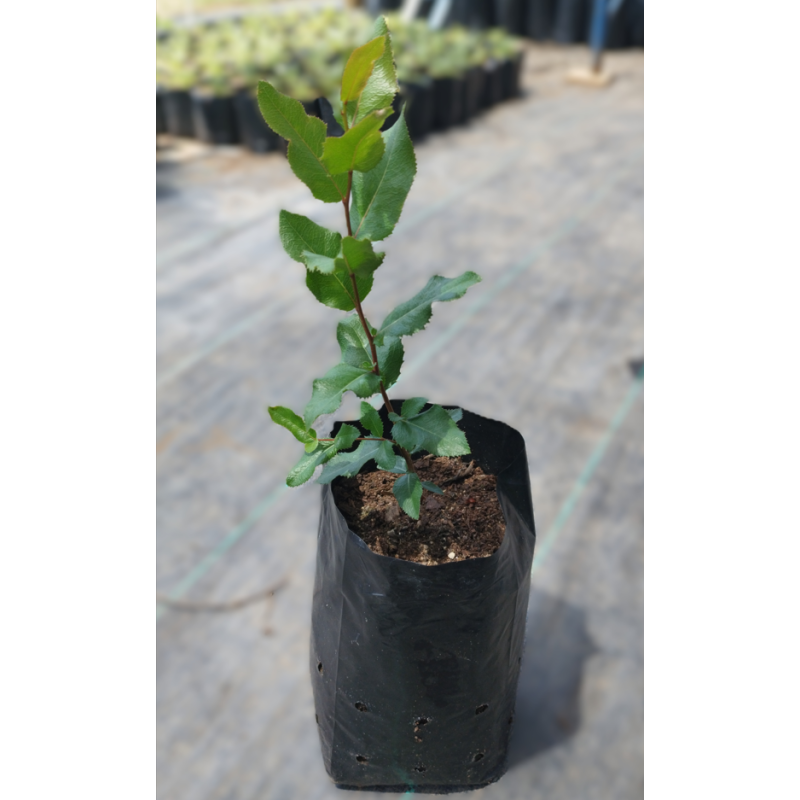 Bollén (Kageneckia oblonga) — bollén kageneckia oblonga árbol nativo bajo consumo hídrico chile