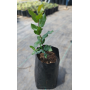 Bollén (Kageneckia oblonga) — bollén kageneckia oblonga árbol nativo bajo consumo hídrico chile