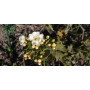 Bollén (Kageneckia oblonga) — bollén kageneckia oblonga árbol nativo bajo consumo hídrico chile