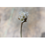 Clavelina de mar (Armeria maritima) — clavelina de mar comprar chile precio bajo consumo hídrico
