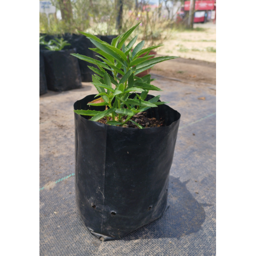 Tabaco del Diablo granate (Lobelia polyphylla) — tabaco del diablo granate planta nativa bajo consumo hídrico