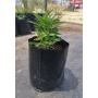 Tabaco del Diablo granate (Lobelia polyphylla) — tabaco del diablo granate planta nativa bajo consumo hídrico