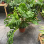 Monstera Verde frondosa Xl Totem