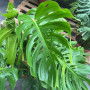 Monstera Verde frondosa Xl Totem