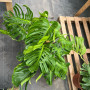 Monstera Verde frondosa Xl Totem