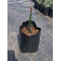 Michay (Berberis actinacantha) — michay berberis actinacantha comprar chile