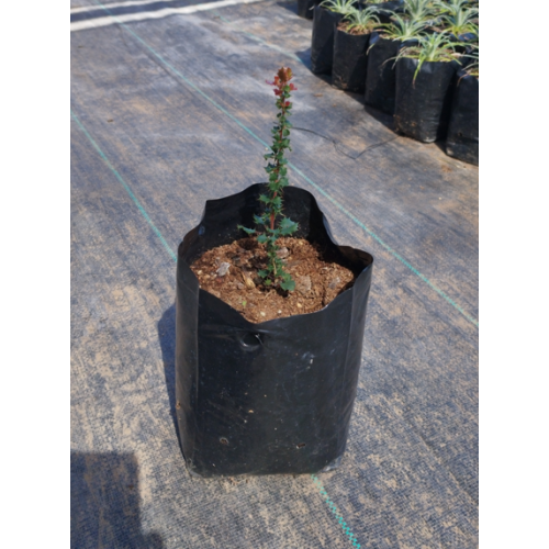 Michay (Berberis actinacantha) — michay berberis actinacantha comprar chile