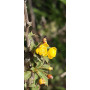 Michay (Berberis actinacantha) — michay berberis actinacantha comprar chile