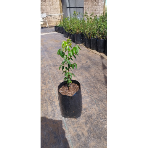 Quebracho de bosque (Senna stipulacea) — quebracho de bosque nativo chile precio