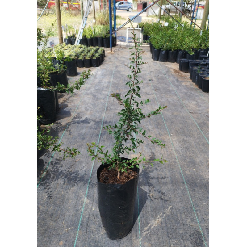 Huingán (Schinus polygamus) — huingán nativo chileno bajo consumo hídrico comprar