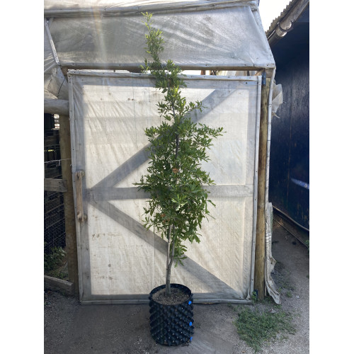 Roble americano