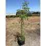 Arbol de las 3 espinas