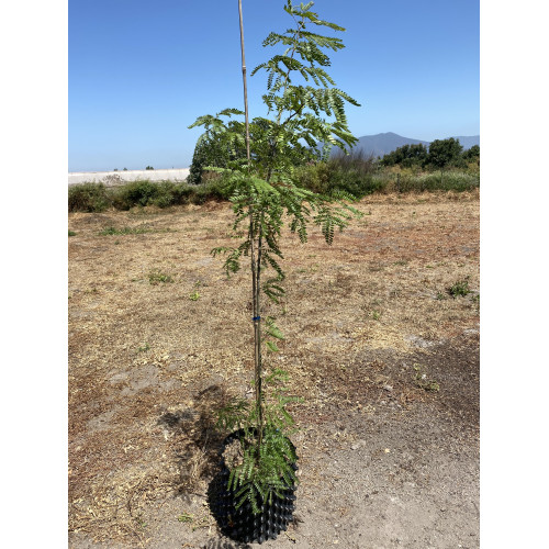 Arbol de las 3 espinas