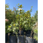 Magnolio grandiflora