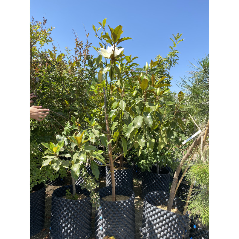 Magnolio grandiflora