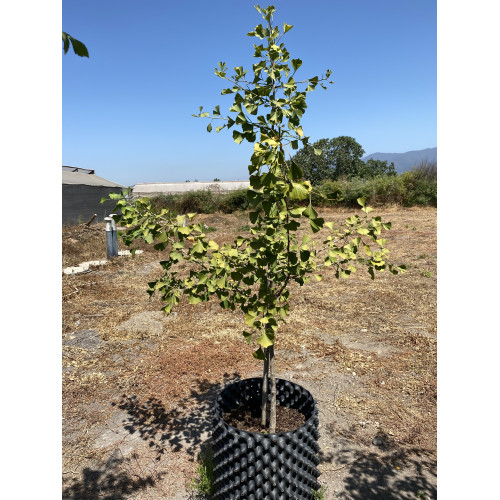 Ginkgo