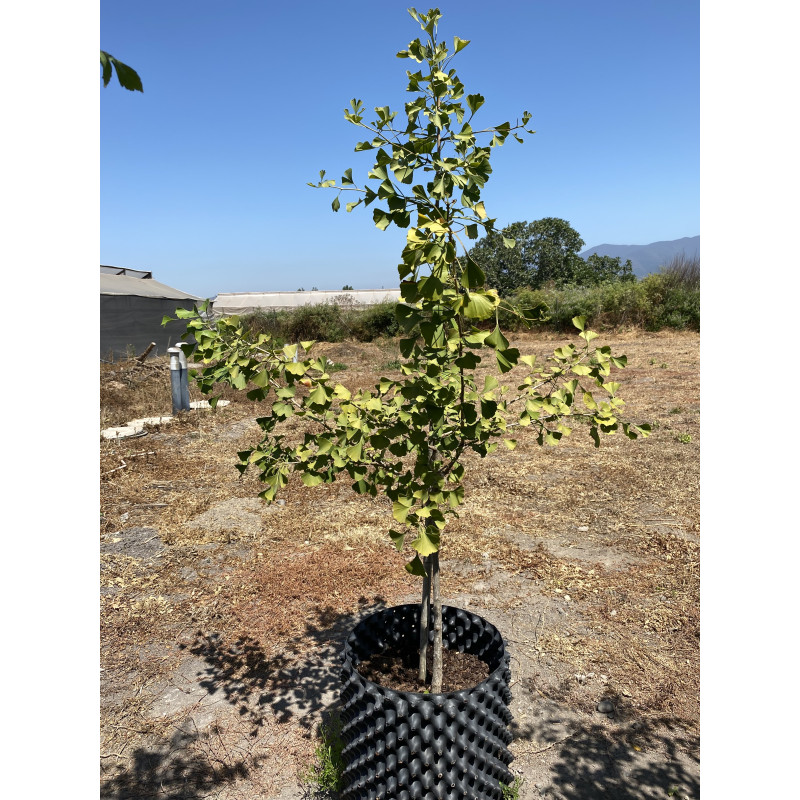 Ginkgo