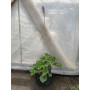 Francoa