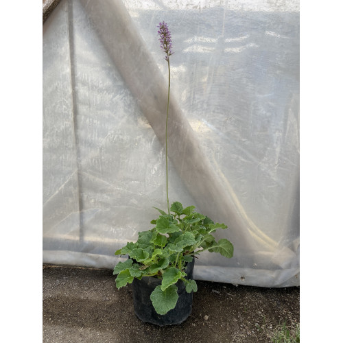 Francoa