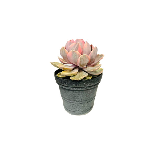 Echeveria Rainbow