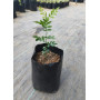 Mayú (Sophora macrocarpa) — Mayú Sophora macrocarpa comprar Chile