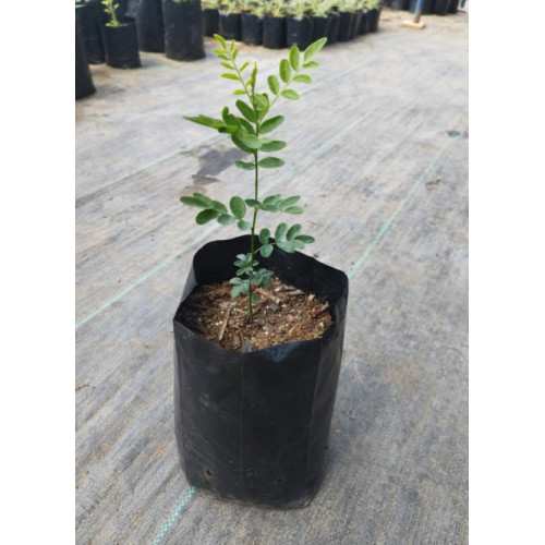 Mayú (Sophora macrocarpa) — Mayú Sophora macrocarpa comprar Chile