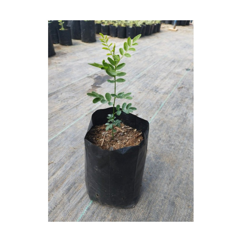 Mayú (Sophora macrocarpa) — Mayú Sophora macrocarpa comprar Chile