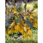 Mayú (Sophora macrocarpa) — Mayú Sophora macrocarpa comprar Chile