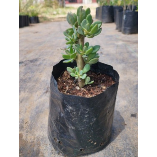 Pata de guanaco (Cistanthe laxiflora) — pata de guanaco suculenta nativa chile comprar