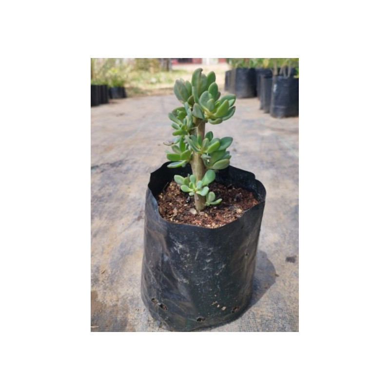 Pata de guanaco (Cistanthe laxiflora) — pata de guanaco suculenta nativa chile comprar